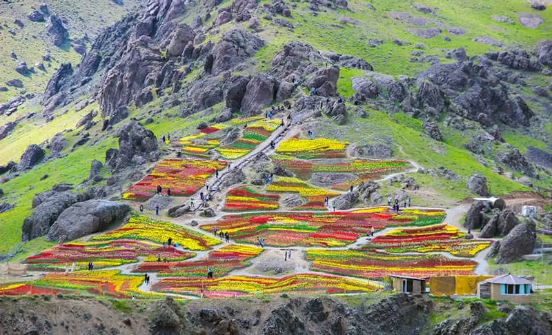 Kandur Laleh tulip village Iran Chalus