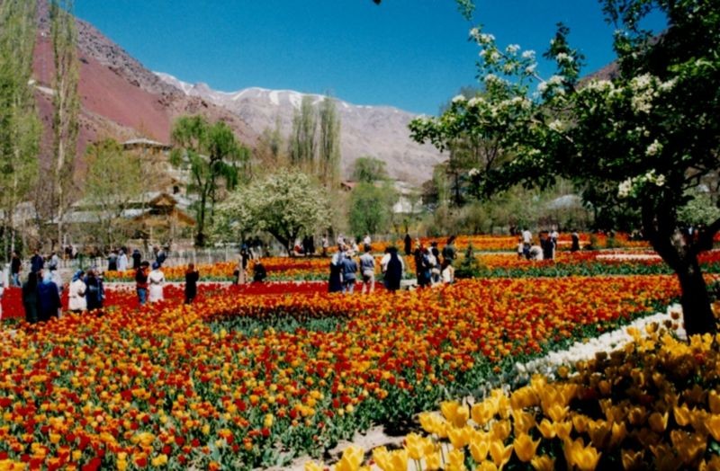 Gachsar Tulips Garden Chalous Iran