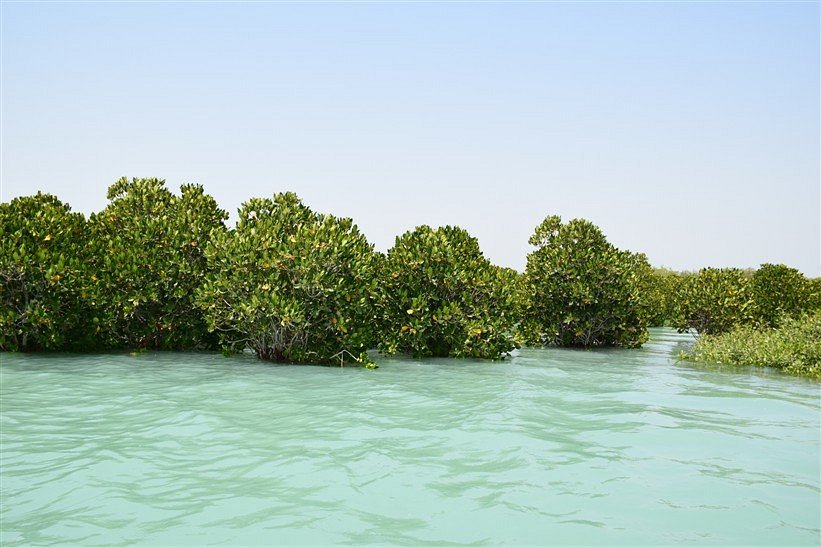 Mangrove Forests of Qeshm, Qeshm