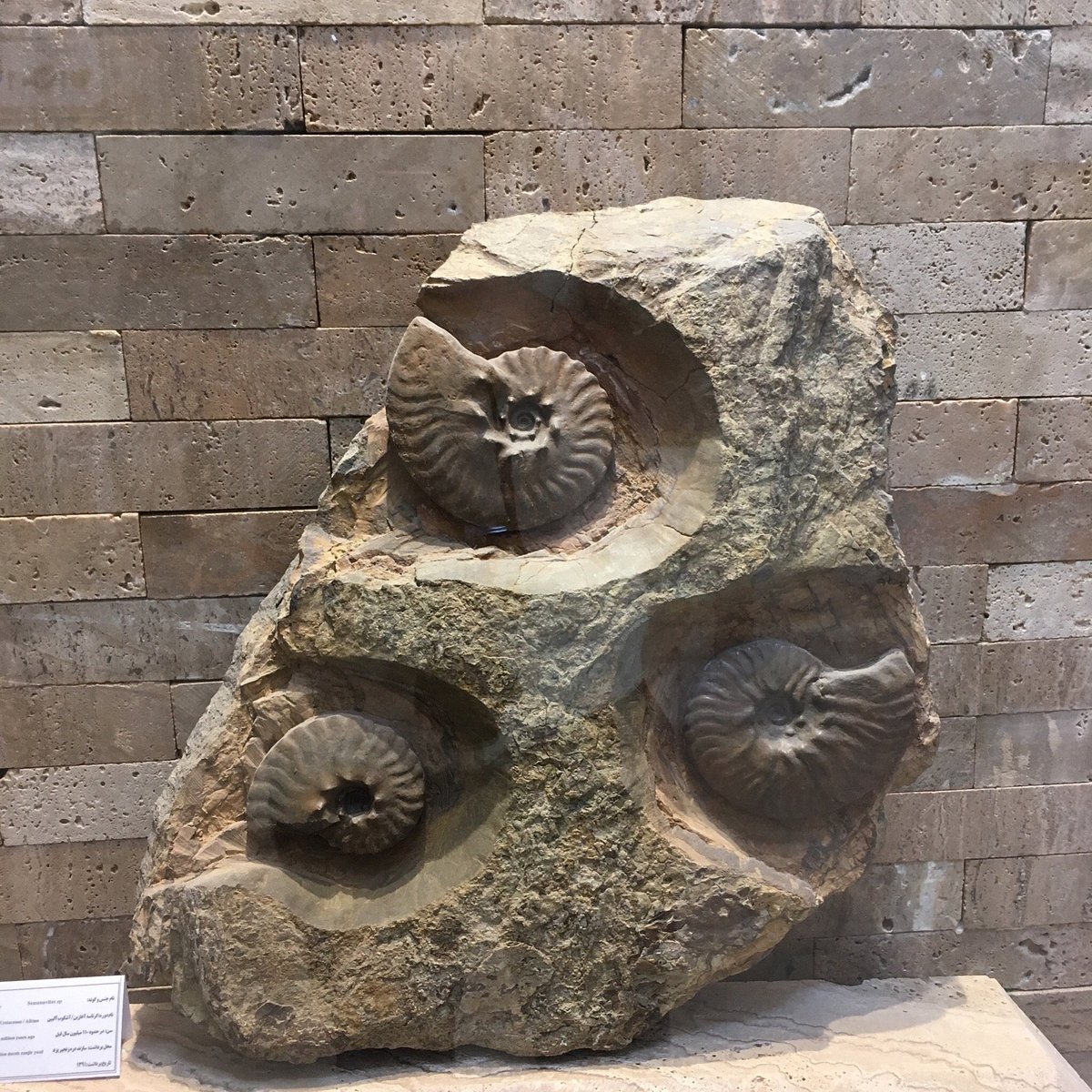 Cambrian Museum, Yazd